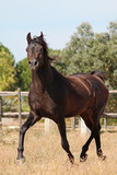 Fototapeta Konie - Purebred arabian horse