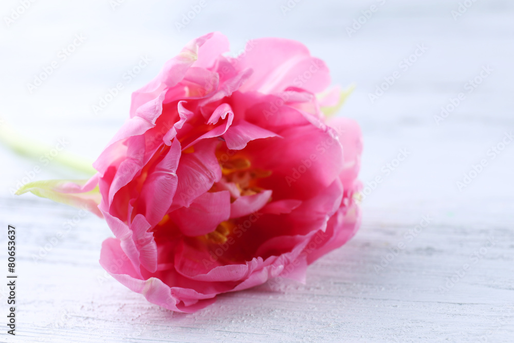 Pink tulip on wooden table, closeup