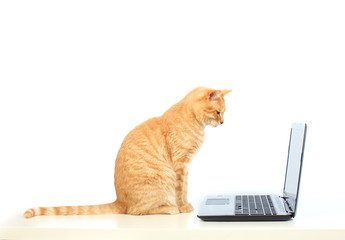 Domestic cat with laptop computer.