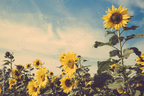 Fototapeta na wymiar sunflower flower field blue sky vintage retro