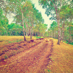 Poster - Birch Forest