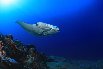 Wall Mural - Manta ray floating underwater over coral reef