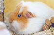Portrait of guinea pig close up