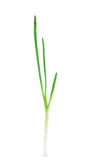 Wall Mural - Green onion.