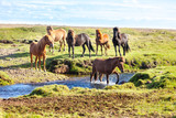 Fototapeta Konie - Horses in a green field of Iceland