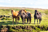 Fototapeta Konie - Horses in a green field of Iceland