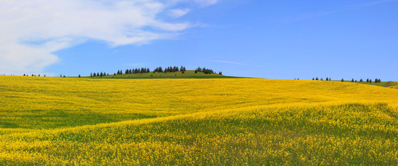 Wall Mural -  Rapeseed fields Panorama