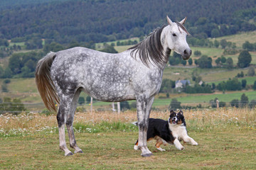 Jument grise jouant avec un chien