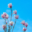 Magnolia Flower and Blue Sky