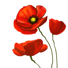 Flower Poppies Vector Illustration   Painted Watercolor