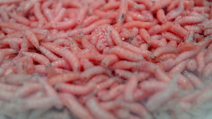 Wall Mural - red maggot worms (helminth) closeup, random movement, exotic organic food diversity