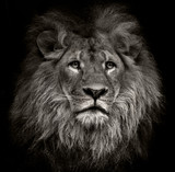 Fototapeta Sawanna - arrogant lion