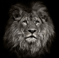 arrogant lion