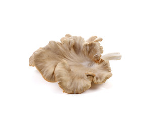 Wall Mural - oyster mushroom on white background