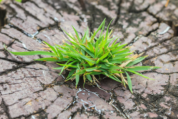 Grass on bark tree, background and texture from nature