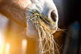 Fototapeta Konie - Horse eating grass