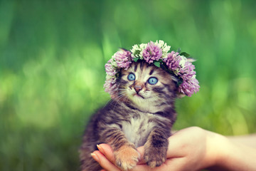 Cute kitten crowned with chaplet in female hands