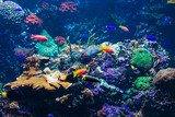 Fototapeta Do akwarium - tropical fishes meet in blue coral reef sea water aquarium. Unde