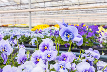 Blooming Viola Flowers In A Greenhouse