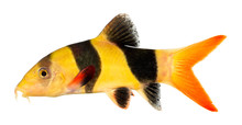 Clown Loach Fish