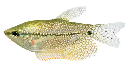Sticker - Lace Gourami fish (Pearl Gourami)