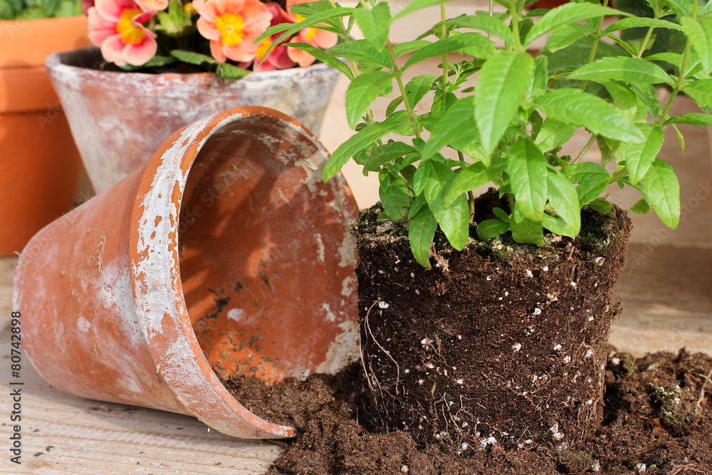 Umtopfen von Verbene