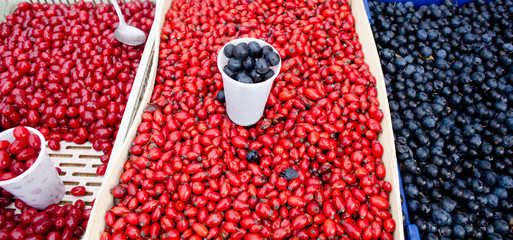 Canvas Print - red berries, hips and blueberries