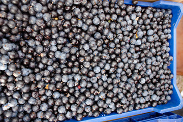 Canvas Print - blueberries in blue plastic box