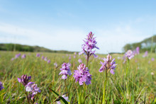 Field Wild Orchids