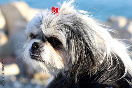 Black And White Shih Tzu Dog With Wind In Its Hair Buy This