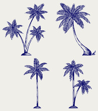 Silhouette Of Palm Trees. Doodle Style