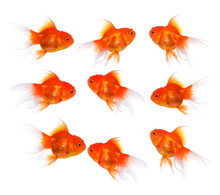 Gold Fish On A White Background