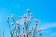 Magnolia Flower and Blue Sky