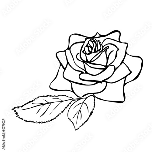 Naklejka dekoracyjna Rose sketch.