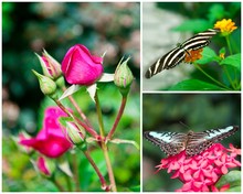 Schmetterlings-Collage