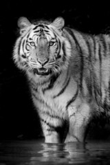 Fotomurali - Tiger