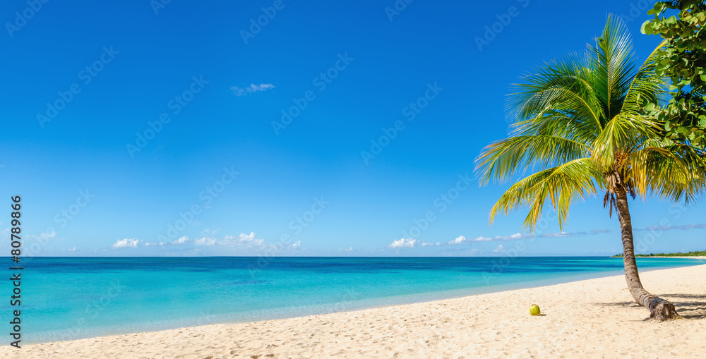 Amazing sandy beach with coconut palm tree and blue sky, Caribbe - obrazy, fototapety, plakaty 