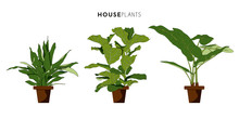 Set Of Three Houseplants With Brown Plant Pot. Vector Design.