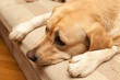 Worried Labrador on the sofa - enhanced colors