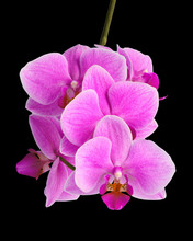 Pink Orchid Flowers Isolated On Black