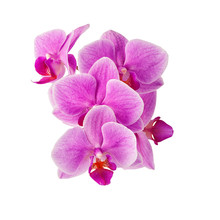 Pink Orchid Flowers Isolated On White
