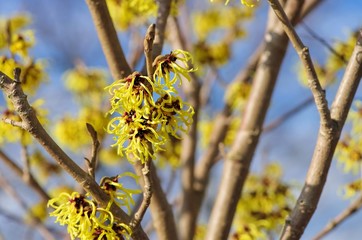 Wall Mural - Hamamelis 50