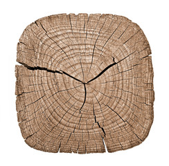 Cross section of tree trunk showing growth rings on white