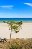 Fototapeta Morze - Pine tree on beautiful sandy beach near Leba, Baltic Sea, Poland