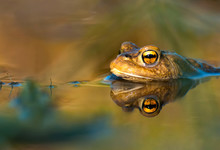 Toad In Water