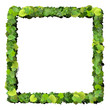 Square, quadrangle made from green leaves.