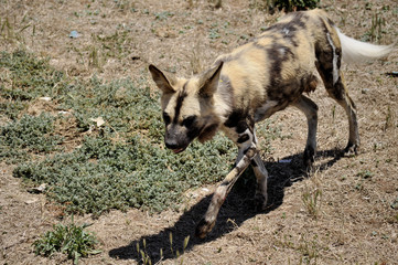 various animals