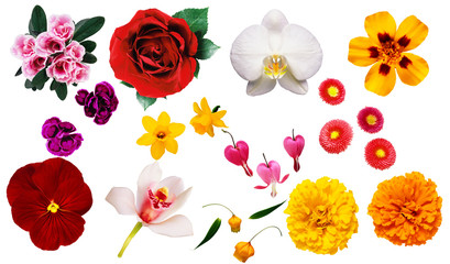 clipart fiori