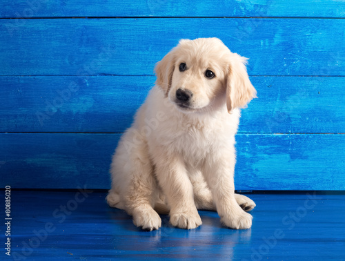 Fotografering English Golden Retriever Puppy on Blue Wood