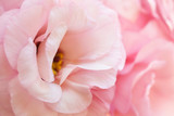 Romantic pink pure eustoma background